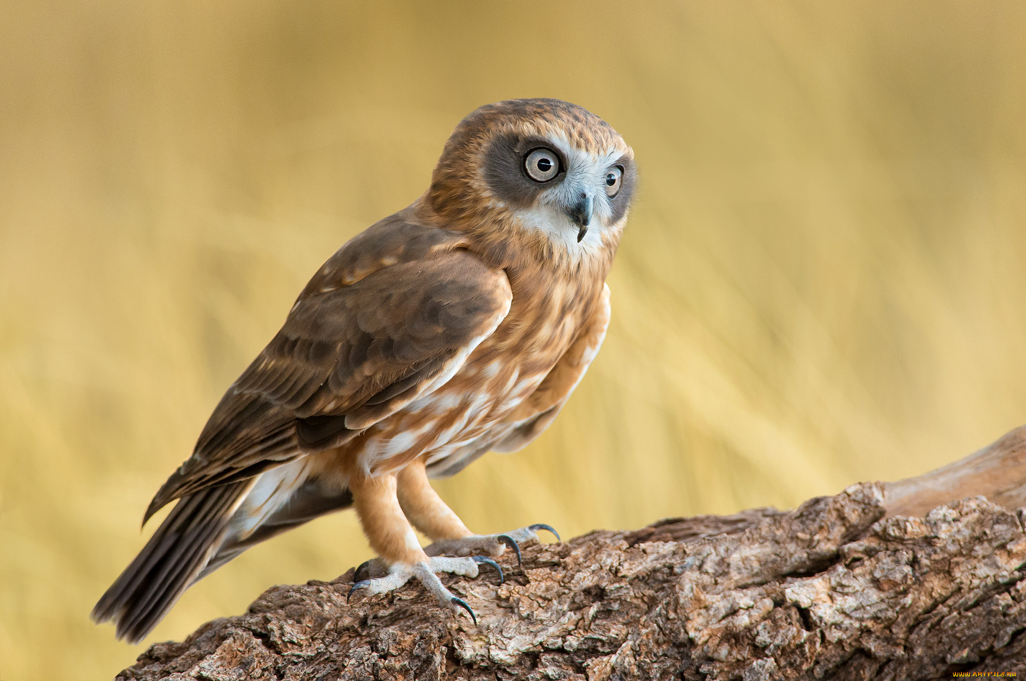 , , ninox, novaeseelandiae, southern, boobook, , , 